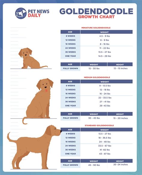 Golden Doodle Size Chart