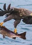 Golden Eagle Fishing Conclusion