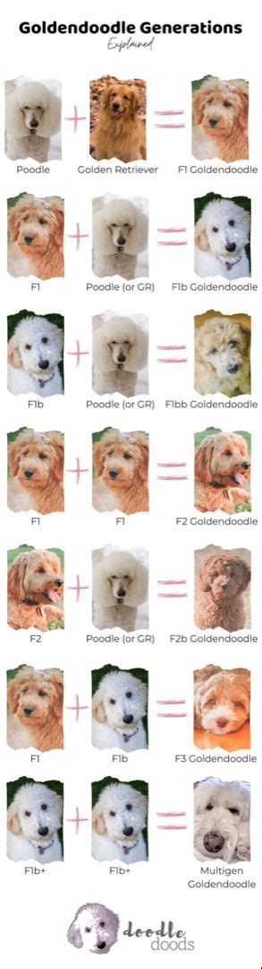 Goldendoodle Breeding Chart