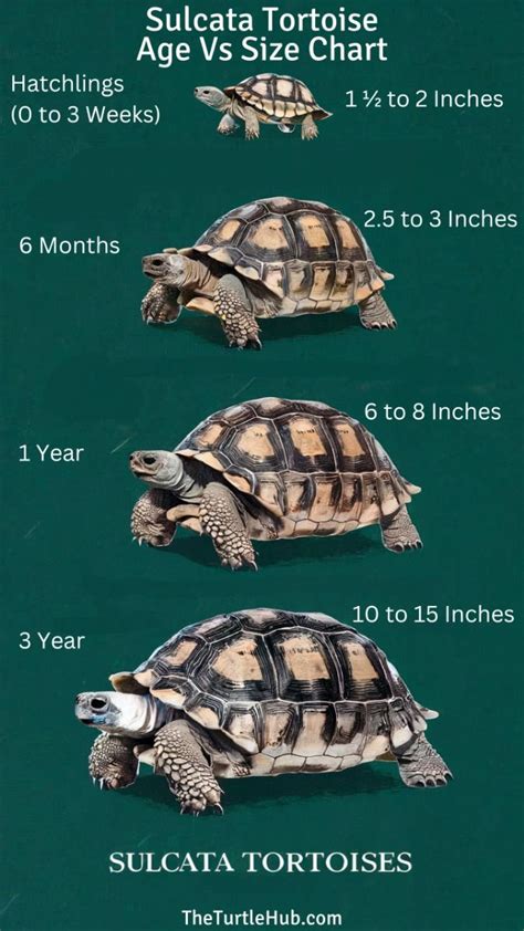 Greek Tortoise Size Chart
