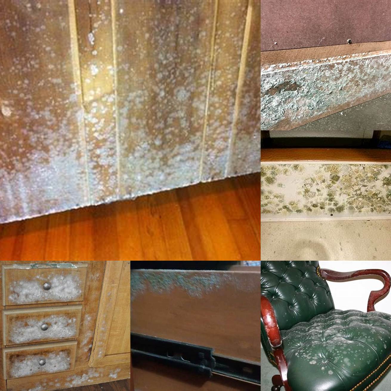 Green Mold on Furniture