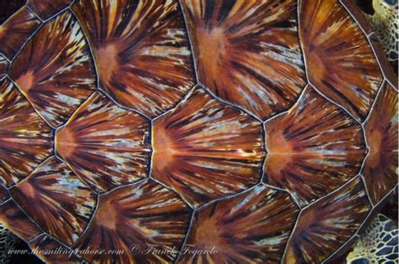 Green Sea Turtle Shell Pattern