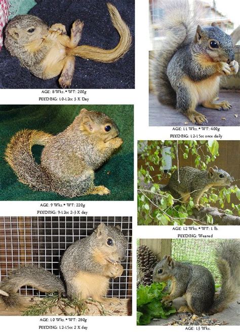 Grey Squirrel Age Chart