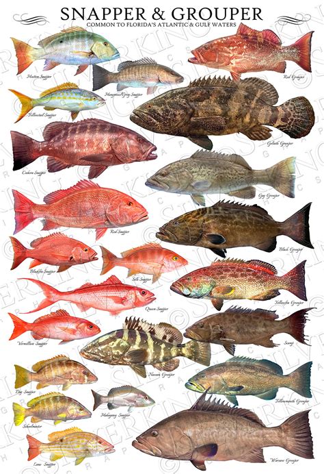 Grouper Identification Chart