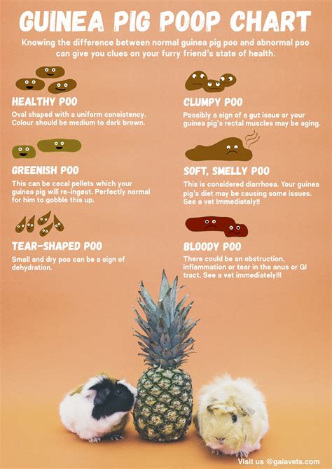 Guinea Pig Poop Chart