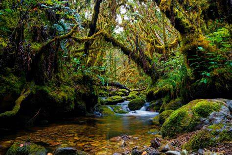 Gunung Leuser
