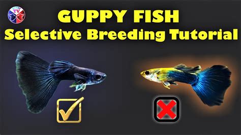 Guppy Breeding Chart