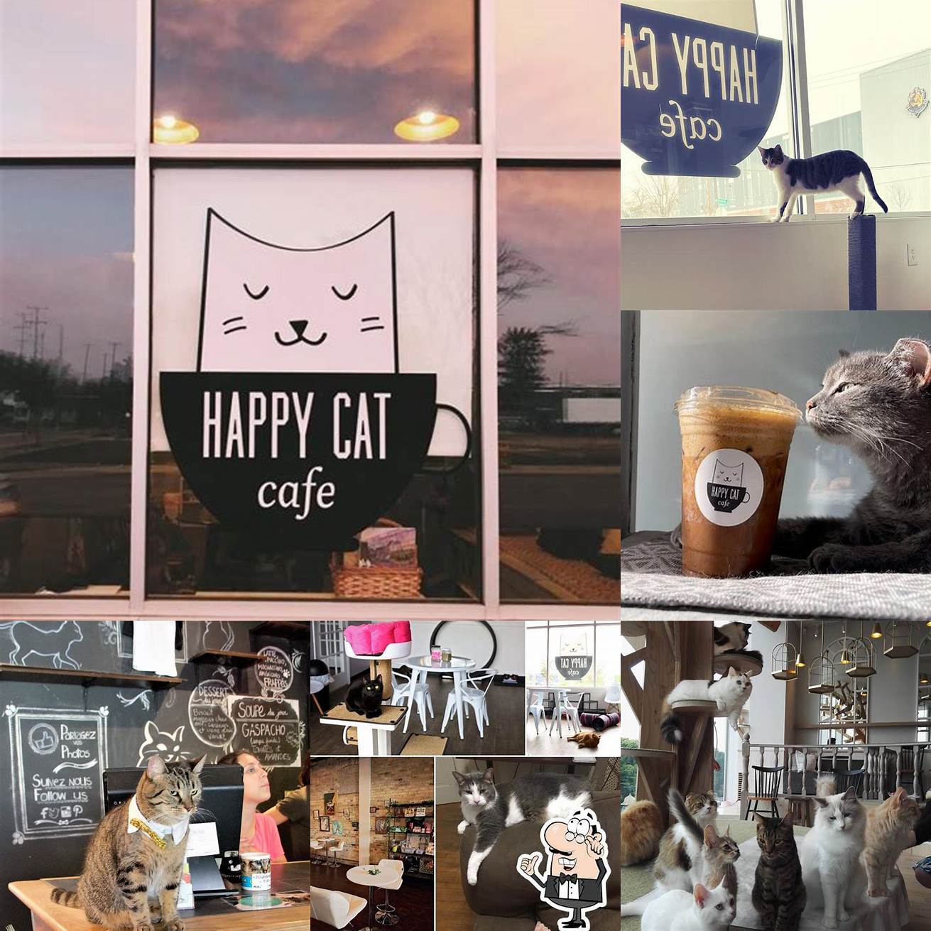 Happy Cat Cafe