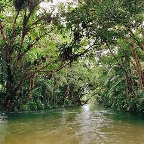 Healthy rainforest with rivers