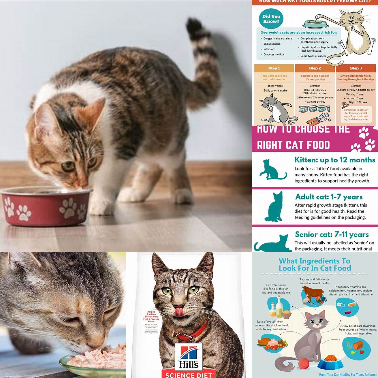 Helps Regulate Your Cats Diet