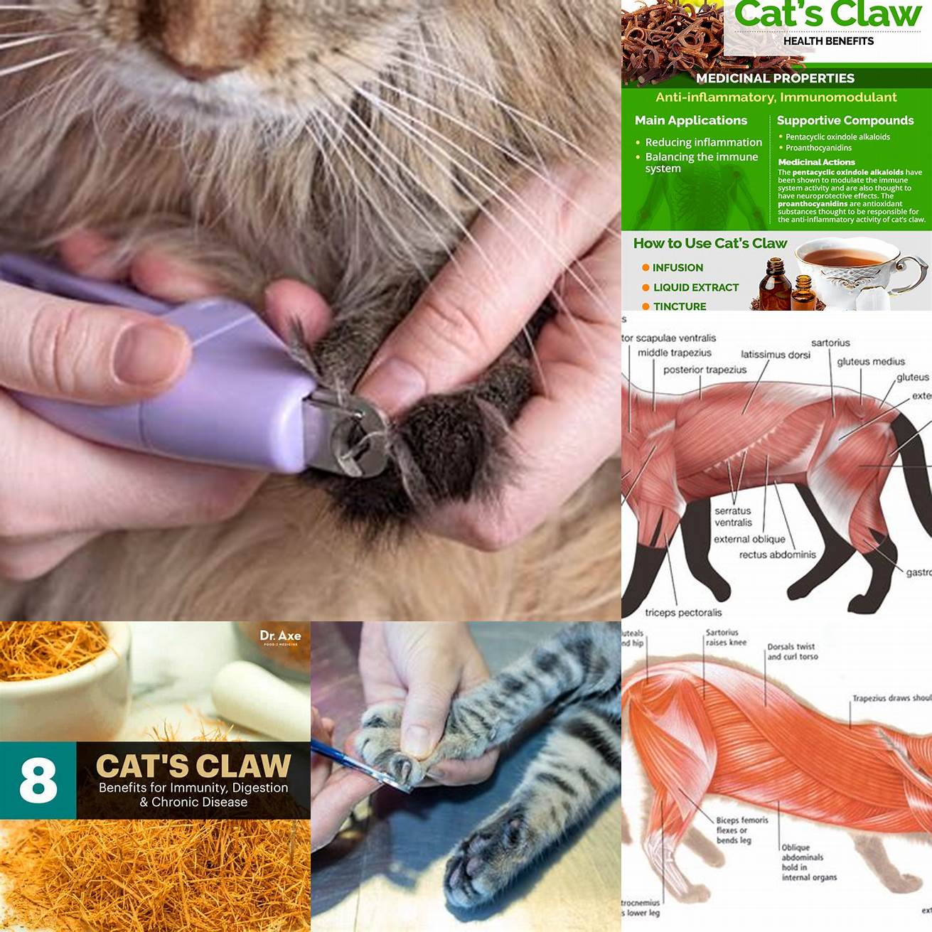 Helps maintain healthy claws and muscles