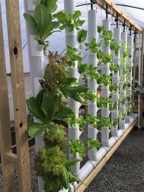 Herbs in Vertical Hydroponics Tower