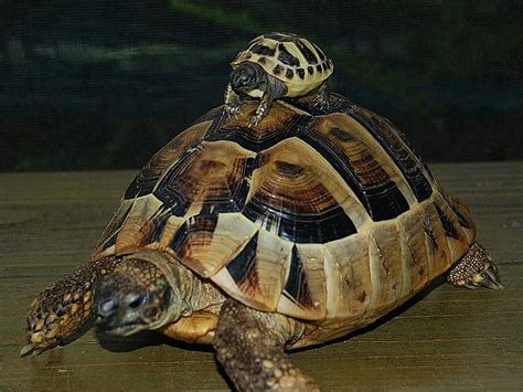 Hermann Tortoise