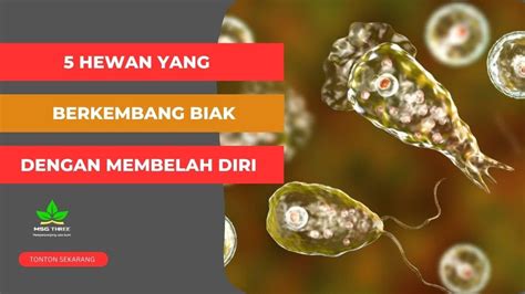 Hewan Membelah Diri