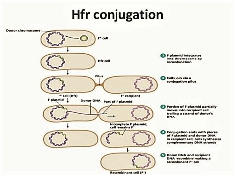 Hfr cell