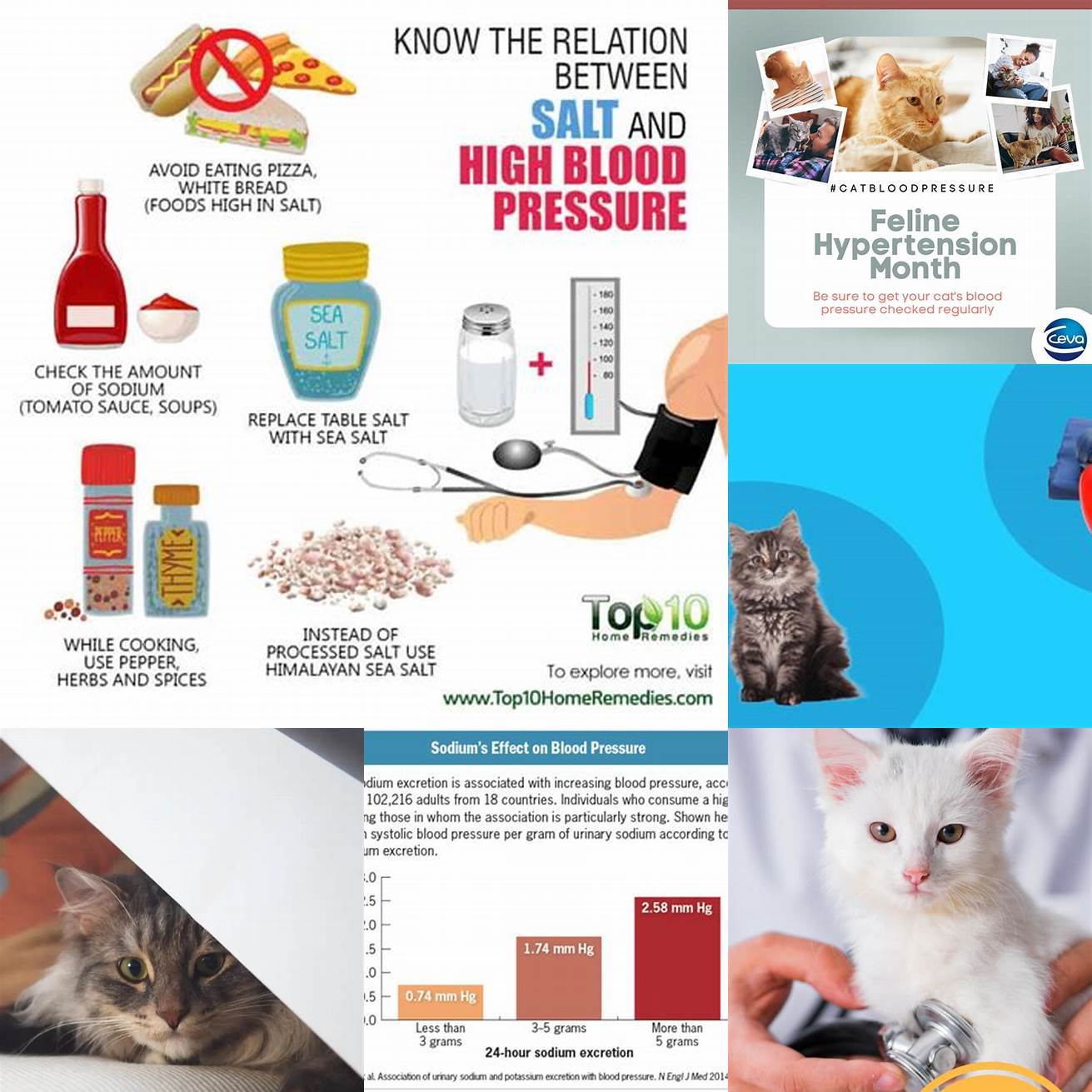 High Blood Pressure The high sodium content in ketchup can lead to high blood pressure in cats
