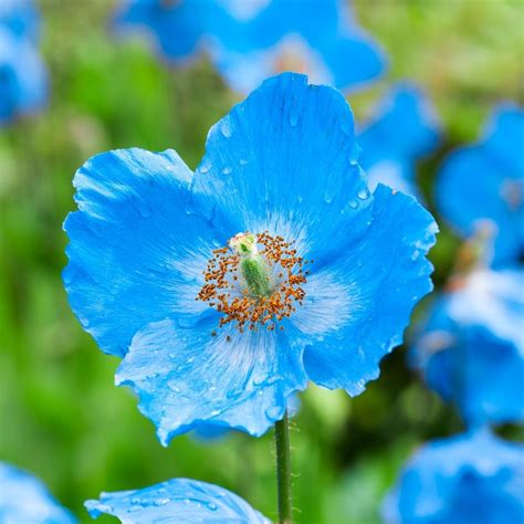 Himalayan Blue Poppy Challenges