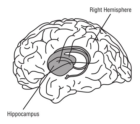 Hippocampus Printable