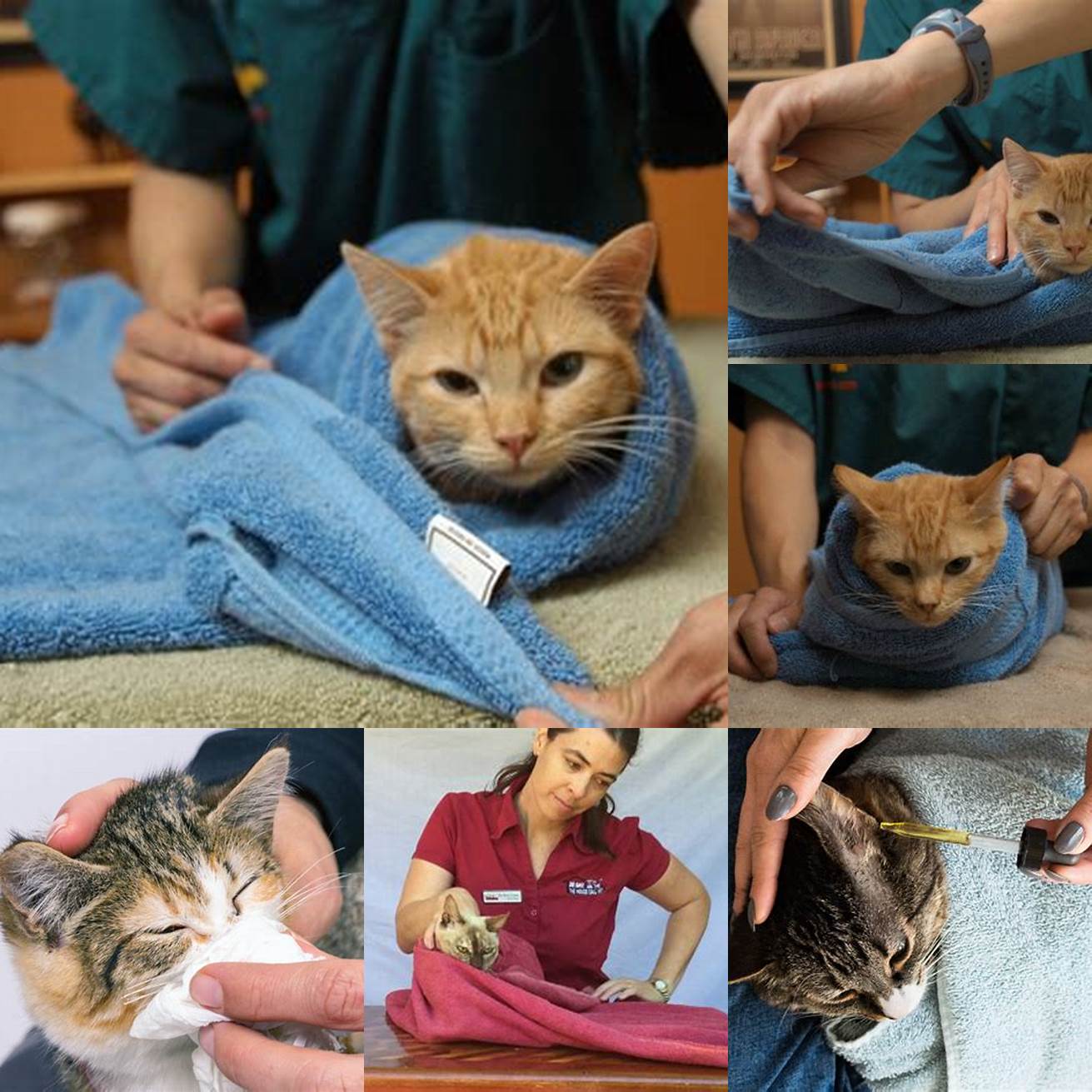 Hold your cat securely and gently wipe the outer ear with the towel to remove any dirt or debris