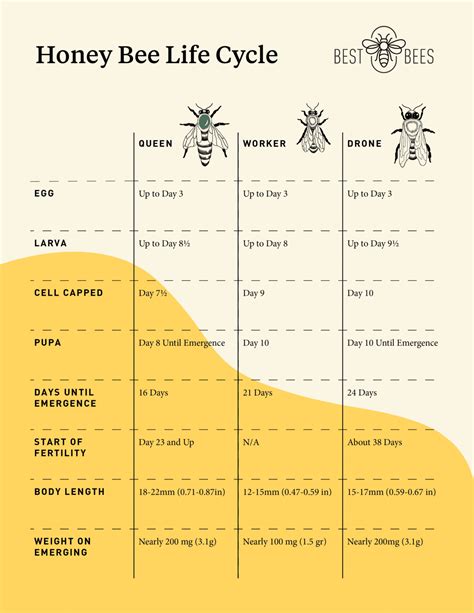 Honey Bee Life Cycle Chart