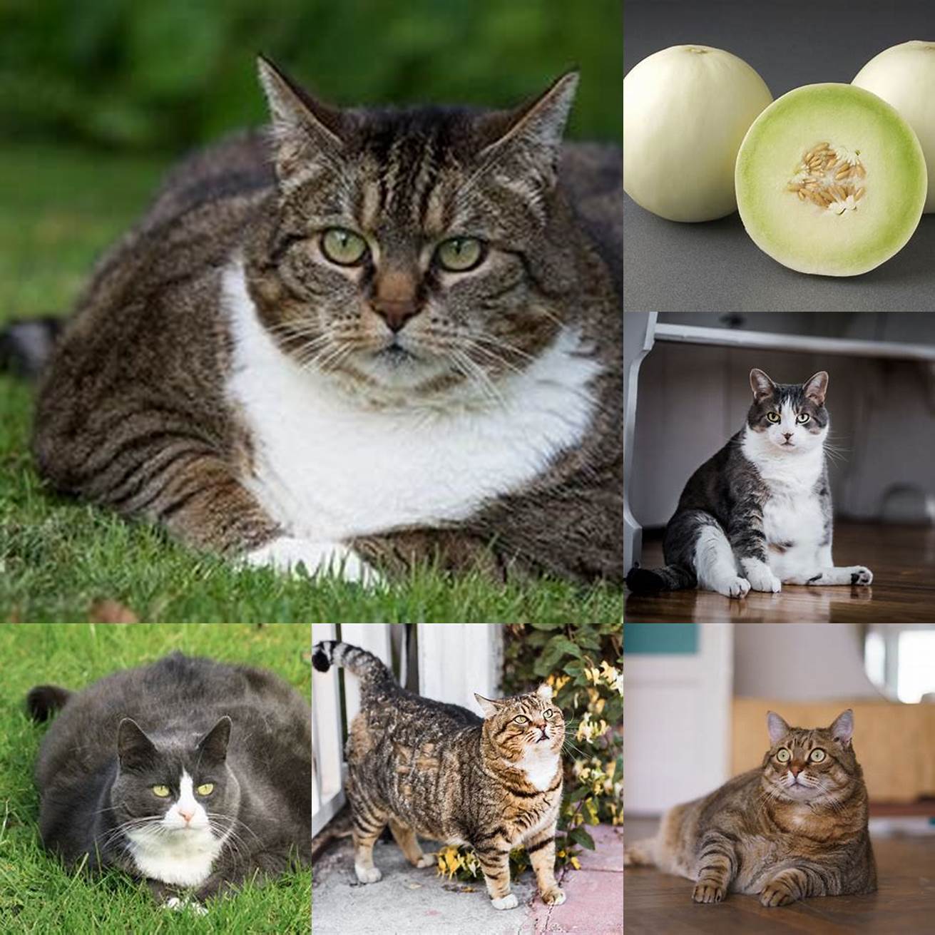 Honeydew is low in calories and fat making it a great option for overweight or obese cats