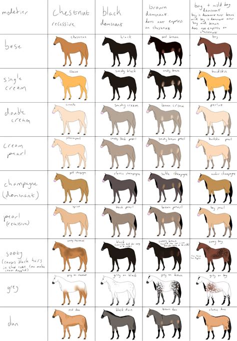 Horse Color Breeding Chart