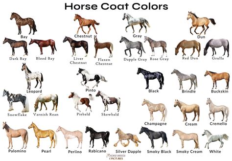 Horse Colors Chart