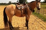 Horses for Sale Near Me