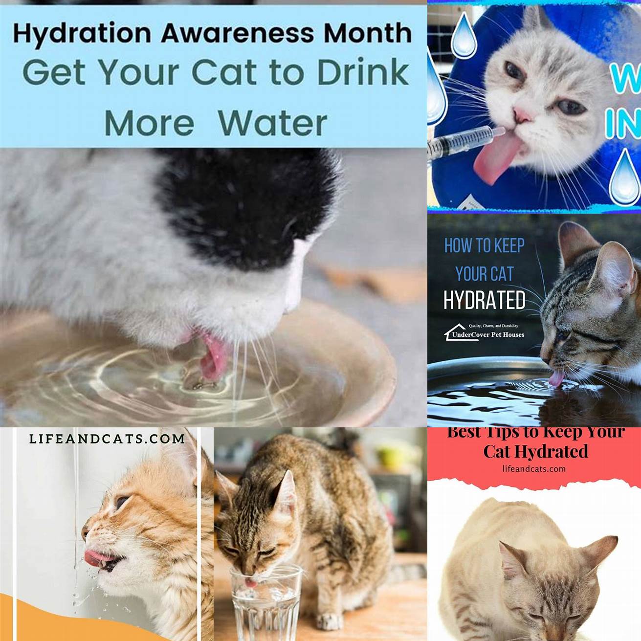 How can you keep your cat hydrated