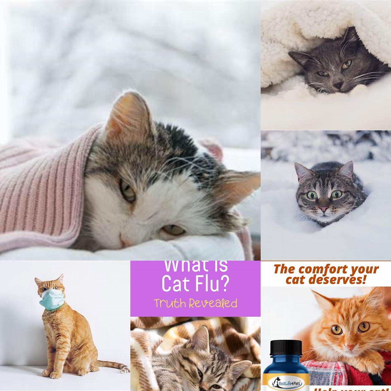 How can you prevent your cat from getting cold