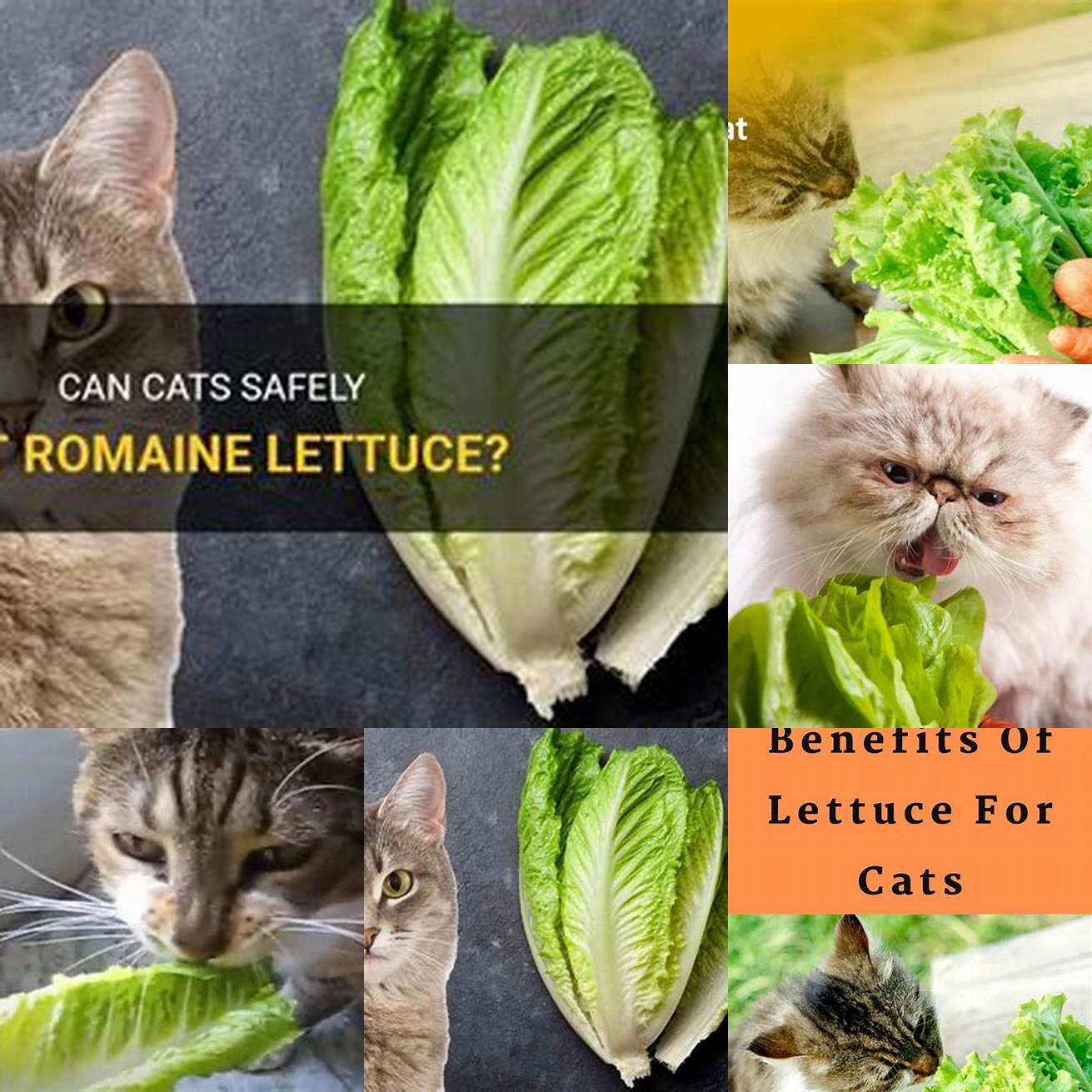 How much romaine lettuce can cats eat