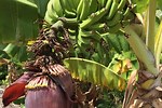 How Do Bananas Grow