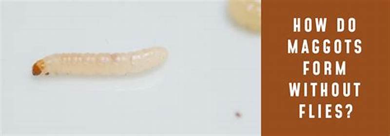 How Fast Do Maggots Form