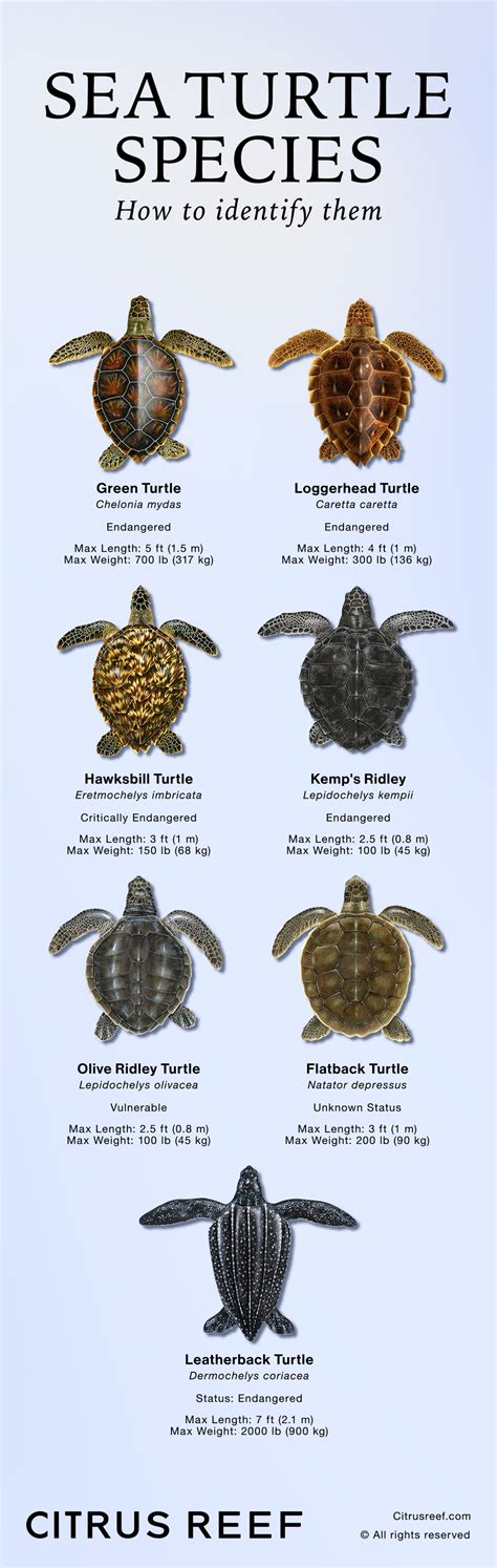 How Many Loggerhead Turtles Were There In 2000-2018 Chart