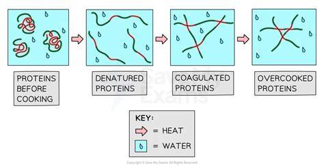 How Steam Heat Affects Flan Protein Coagulation