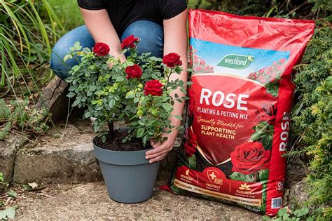 How Take Care Of Roses