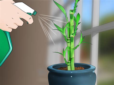 How To Care For Bamboo Plant