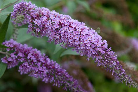 How To Care For Butterfly Bush