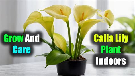 How To Care For Calla Lilies