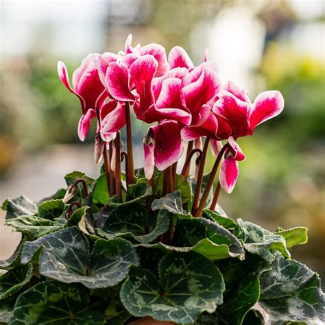 How To Care For Cyclamen