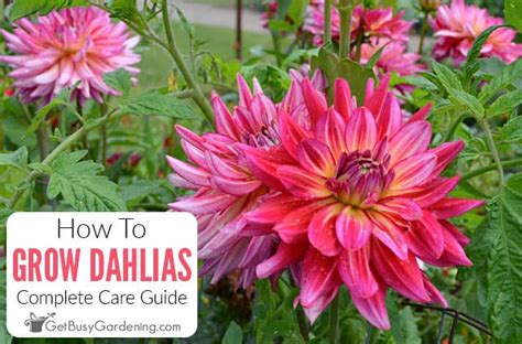 How To Care For Dahlias