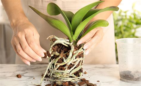How To Care For Orchids
