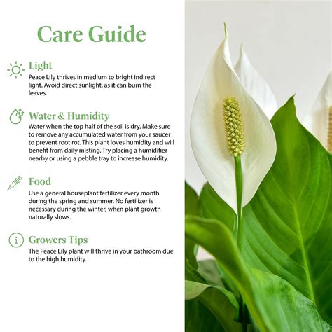 How To Care For Peace Lily