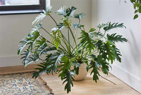 How To Care For Philodendron