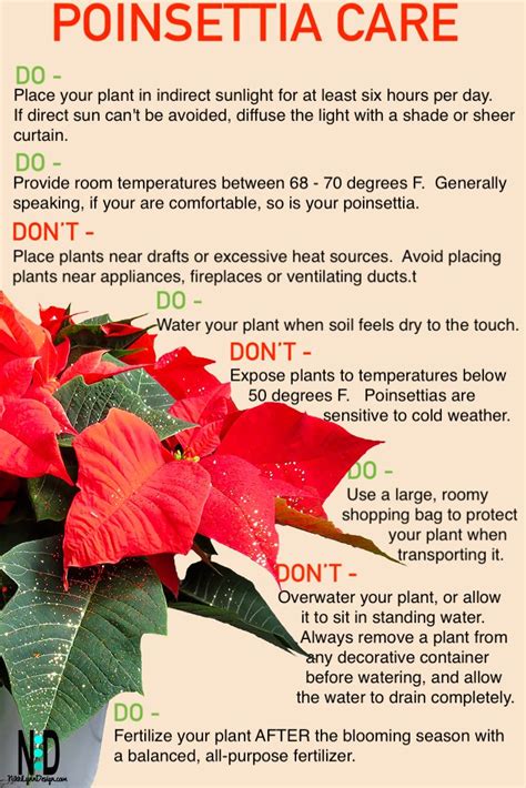 How To Care For Poinsettia