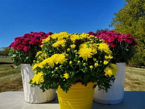 How To Care For Potted Mums