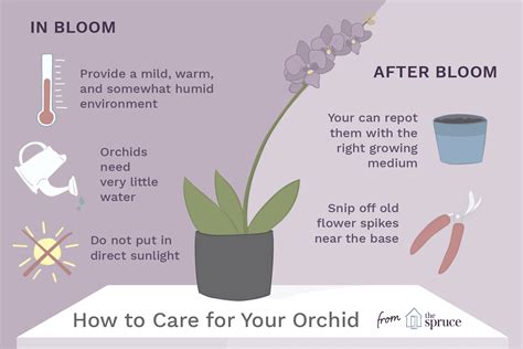 How To Care Orchid