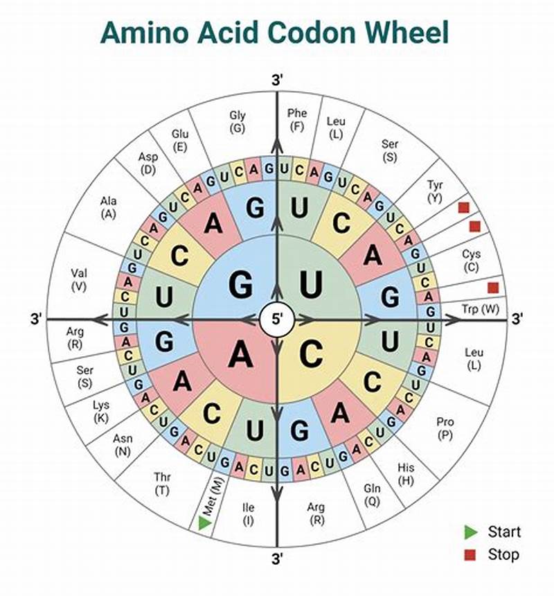 How To Read A Circular Codon Chart