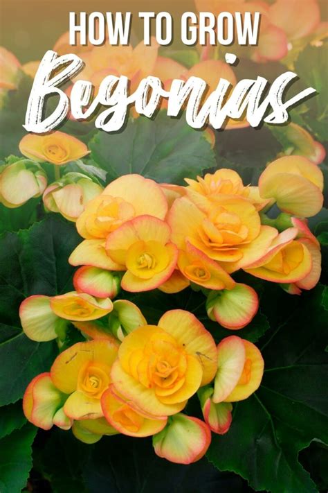 How To Take Care Of Begonias