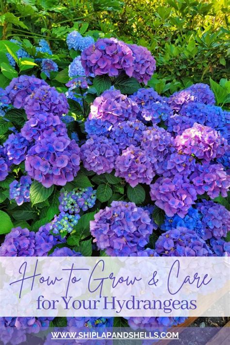 How To Take Care Of Hydrangeas